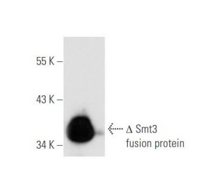 Smt3 Antibody (E-1) - Western Blotting - Image 58805
