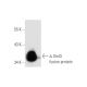 Smt3 Antibody (E-1) - Western Blotting - Image 58805