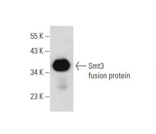 Smt3 Antibody (E-6) - Western Blotting - Image 59789