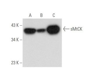 sMtCK Antibody (B-3) - Western Blotting - Image 333472 