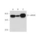 sMtCK Antibody (B-3) - Western Blotting - Image 333472 