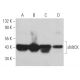 sMtCK Antibody (B-3) - Western Blotting - Image 366288