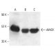 sMtCK Antibody (B-3) - Western Blotting - Image 401947 