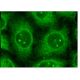 sMtCK Antibody (B-4) - Immunofluorescence - Image 152358