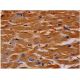 sMtCK Antibody (B-4) - Immunohistochemistry - Image 286239 