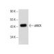 sMtCK Antibody (B-4) - Western Blotting - Image 153722 