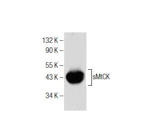 sMtCK Antibody (C-1) - Western Blotting - Image 155219 