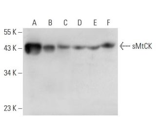 sMtCK Antibody (G-7) - Western Blotting - Image 331199 