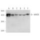 sMtCK Antibody (G-7) - Western Blotting - Image 331199 