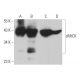 sMtCK Antibody (G-7) - Western Blotting - Image 366283