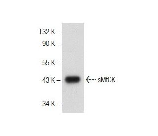 sMtCK Antibody (G-8) - Western Blotting - Image 150292 