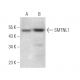 SMTNL1 Antibody (B-7) - Western Blotting - Image 371865 