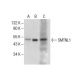 SMTNL1 Antibody (G-7) - Western Blotting - Image 287884