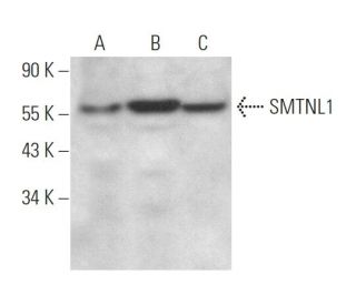 SMTNL1 Antibody (G-7) - Western Blotting - Image 371864 