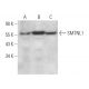 SMTNL1 Antibody (G-7) - Western Blotting - Image 371864 