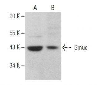 Smuc Antibody (E-3) - Western Blotting - Image 371835 