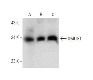 SMUG1 Antibody (A-1) - Western Blotting - Image 319612 