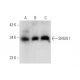 SMUG1 Antibody (A-1) - Western Blotting - Image 319612 