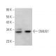 SMUG1 Antibody (A-1) - Western Blotting - Image 371626