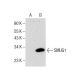 SMUG1 Antibody (D-2) - Western Blotting - Image 283873
