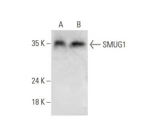 SMUG1 Antibody (D-2) - Western Blotting - Image 323769 