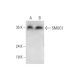 SMUG1 Antibody (D-2) - Western Blotting - Image 323769 