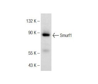 western blotting image from recommended Smurf1 (45-K) monoclonal antibody replacement. Image 148923