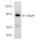western blotting image from recommended Smurf1 (45-K) monoclonal antibody replacement. Image 148923