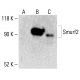 Smurf2 Antibody (C-5) - Western Blotting - Image 413085