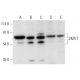 SMVT Antibody (C-9) - Western Blotting - Image 318461 