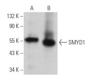 SMYD1 Antibody (A-12) - Western Blotting - Image 365634 