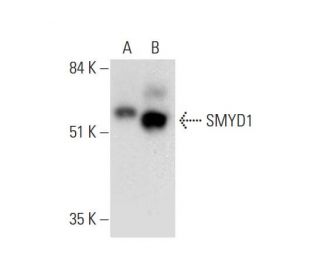 SMYD1 Antibody (D-1) - Western Blotting - Image 333355