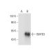 SMYD3 Antibody (C-3) - Western Blotting - Image 300638
