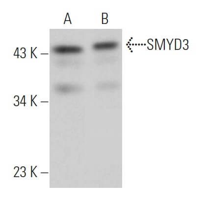 smyd3-antibody-c-3-western-