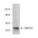 SMYD3 Antibody (C-3) - Western Blotting - Image 363524 