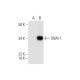 SNAI 1 Antibody (E-10) - Western Blotting - Image 292936