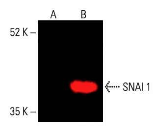 SNAI 1 Antibody (G-7) - Western Blotting - Image 416645 