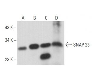 SNAP 23 Antibody (D-11) - Western Blotting - Image 357200 
