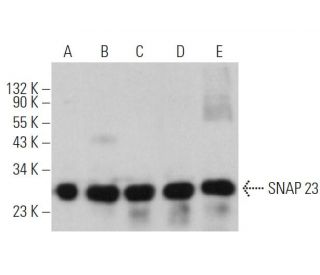 SNAP 23 Antibody (E-5) - Western Blotting - Image 374131 