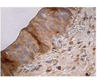 SNAP 23 Antibody (F-1) - Immunohistochemistry - Image 160176 