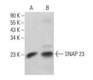 SNAP 23 Antibody (A-5) - Western Blotting - Image 360225