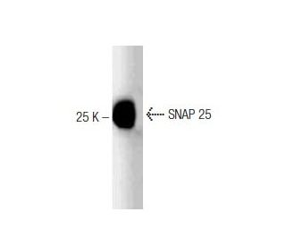 SNAP 25 Antibody (20) - Western Blotting - Image 127502 