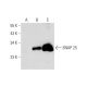 SNAP 25 Antibody (20) - Western Blotting - Image 130139