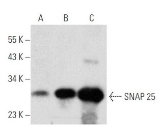 SNAP 25 Antibody (4E203) - Western Blotting - Image 358439 