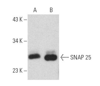 SNAP 25 Antibody (B-8) - Western Blotting - Image 389169 