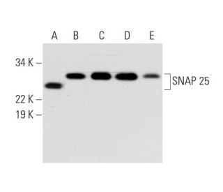 SNAP 25 Antibody (D-11) - Western Blotting - Image 290969 