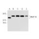 SNAP 25 Antibody (D-11) - Western Blotting - Image 290969 