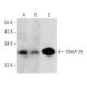 SNAP 25 Antibody (D-11) - Western Blotting - Image 358442