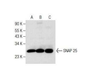 SNAP 25 Antibody (H-1) - Western Blotting - Image 282208 