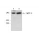 SNAP 29 Antibody (D-8) - Western Blotting - Image 290072 